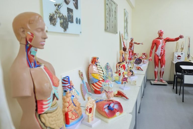 Anatomical Models at Namangan State Unviersity Faculty of Medicine